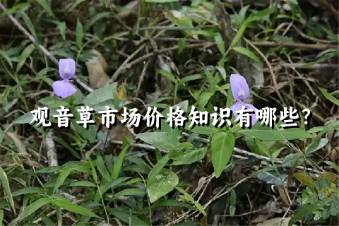 观音草市场价格知识有哪些？