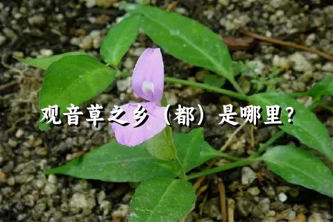 观音草之乡（都）是哪里？