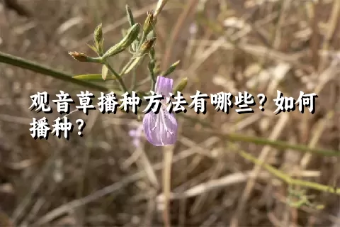 观音草播种方法有哪些？如何播种？