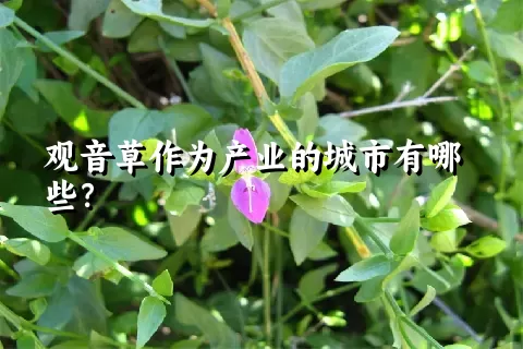 观音草作为产业的城市有哪些？