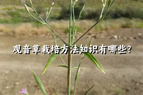 观音草栽培方法知识有哪些？