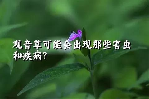 观音草可能会出现那些害虫和疾病？