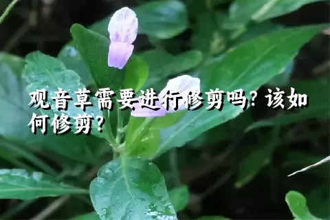 观音草需要进行修剪吗？该如何修剪？