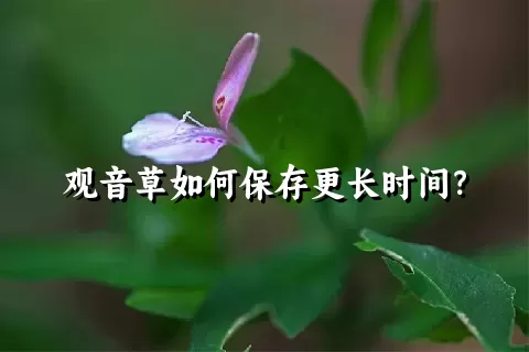 观音草如何保存更长时间？