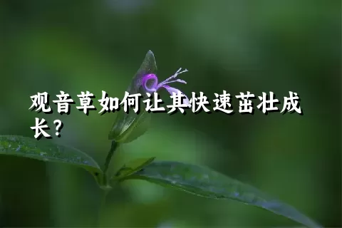 观音草如何让其快速茁壮成长？