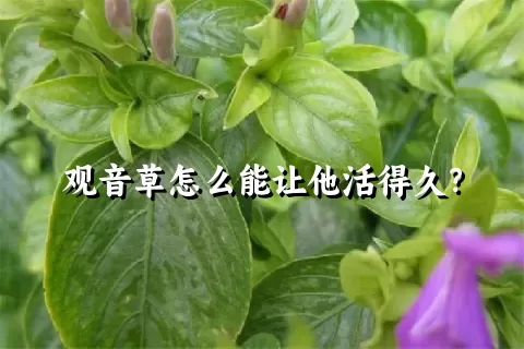 观音草怎么能让他活得久？