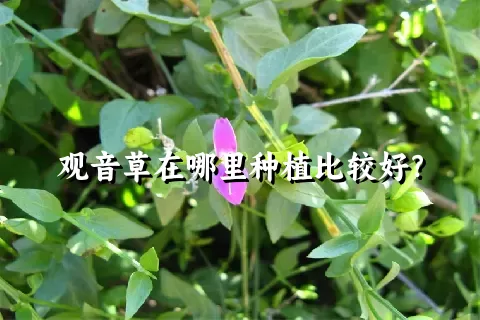 观音草在哪里种植比较好？