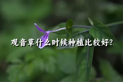 观音草什么时候种植比较好？