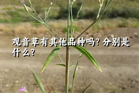 观音草有其他品种吗？分别是什么？