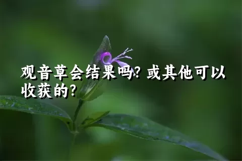 观音草会结果吗？或其他可以收获的？