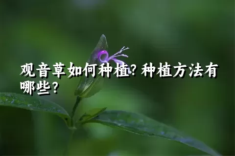 观音草如何种植？种植方法有哪些？