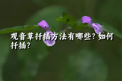 观音草扦插方法有哪些？如何扦插？