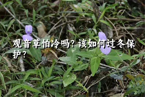 观音草怕冷吗？该如何过冬保护？