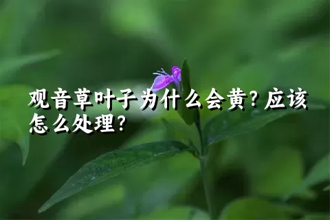 观音草叶子为什么会黄？应该怎么处理？