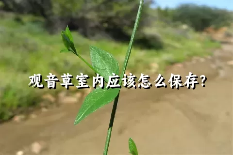 观音草室内应该怎么保存？