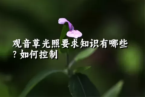 观音草光照要求知识有哪些？如何控制