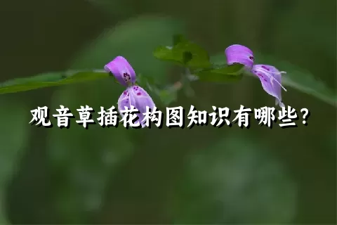 观音草插花构图知识有哪些？