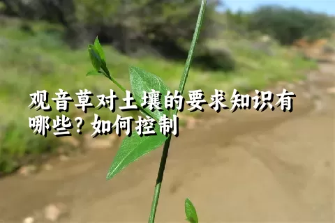 观音草对土壤的要求知识有哪些？如何控制