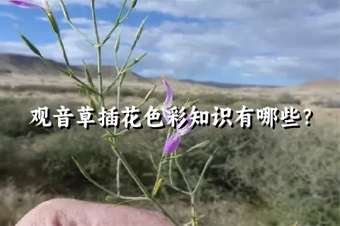 观音草插花色彩知识有哪些？