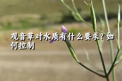 观音草对水质有什么要求？如何控制