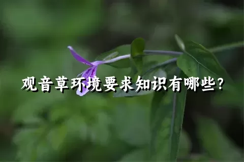 观音草环境要求知识有哪些？