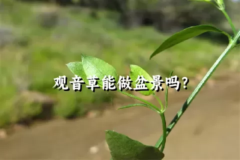 观音草能做盆景吗？