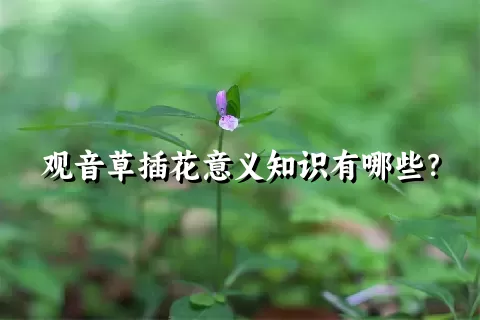 观音草插花意义知识有哪些？