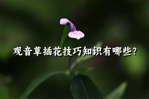 观音草插花技巧知识有哪些？