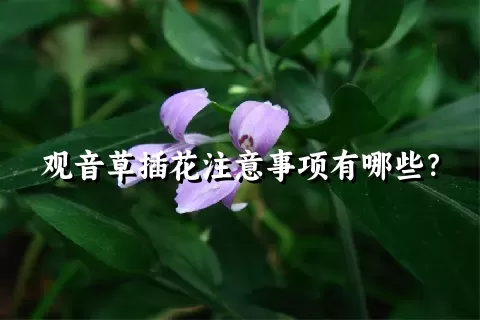 观音草插花注意事项有哪些？