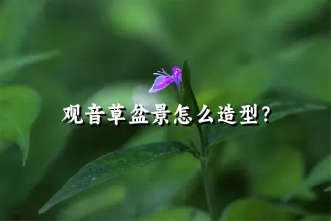 观音草盆景怎么造型？