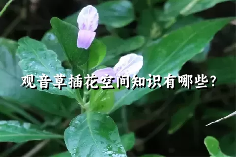 观音草插花空间知识有哪些？