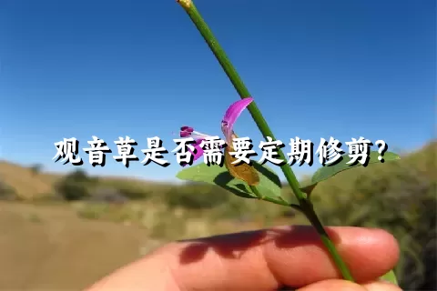 观音草是否需要定期修剪？