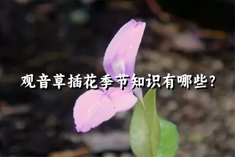 观音草插花季节知识有哪些？