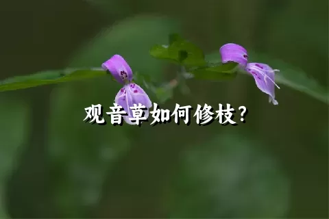 观音草如何修枝？