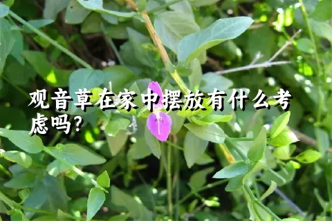 观音草在家中摆放有什么考虑吗？