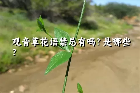 观音草花语禁忌有吗？是哪些？