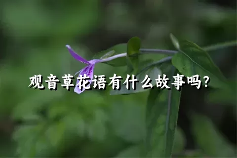 观音草花语有什么故事吗？