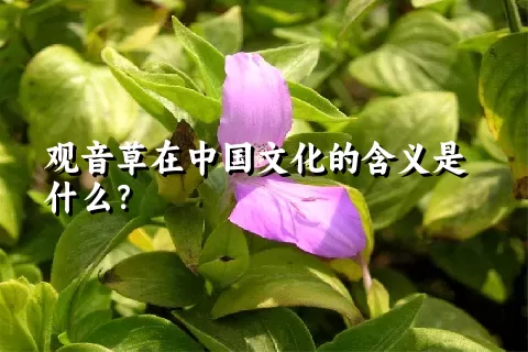 观音草在中国文化的含义是什么？