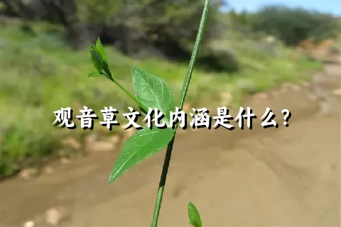 观音草文化内涵是什么？