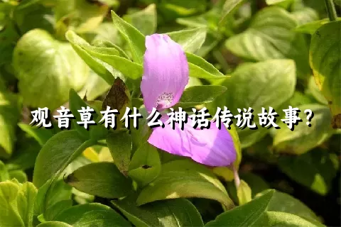 观音草有什么神话传说故事？