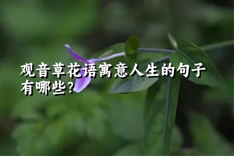 观音草花语寓意人生的句子有哪些？