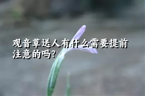 观音草送人有什么需要提前注意的吗？