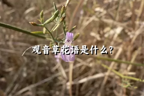 观音草花语是什么？