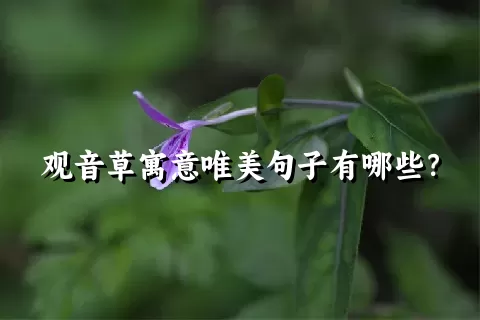 观音草寓意唯美句子有哪些？