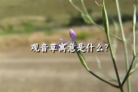 观音草寓意是什么？