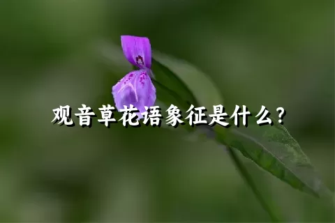 观音草花语象征是什么？