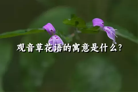 观音草花语的寓意是什么？