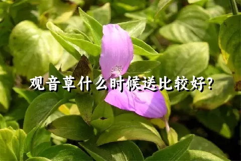 观音草什么时候送比较好？