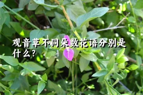 观音草不同朵数花语分别是什么？