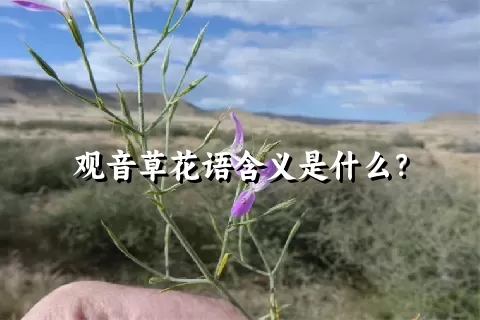 观音草花语含义是什么？